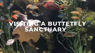 Visiting a Butterfly Sanctuary and Aquarium.