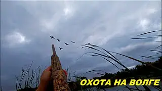 ПЕРЕЛЁТ НАЧАЛСЯ!!! 11 УТОК ЗА УТРЯНКУ!!! Охота на уток с МР-155 / MAX HUNTER