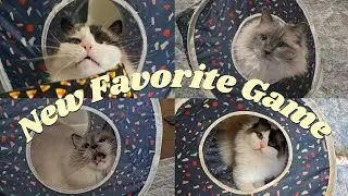 Eevee and Yoshi Play Montage!