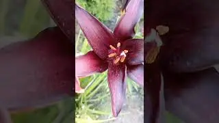 БЛЭК ЧАРМ🖤 азиатская лилия такой цвет имеет когда растет в тени