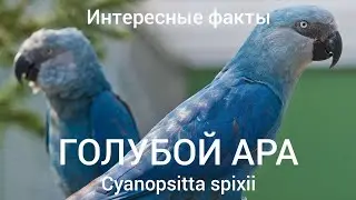 Интересные факты. Голубой ара (Cyanopsitta spixii).