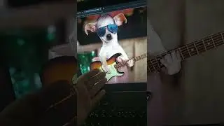пёс играет на электрогитаре