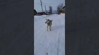 Встретил пёсика ❤️ 
