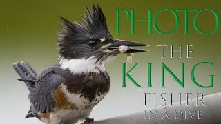 The Kingfisher