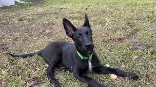 My Belgian Malinois Puppy