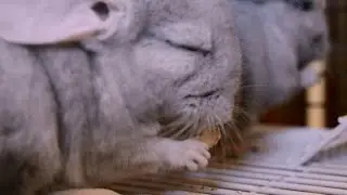 Шуши. Наши Шиншиллы.