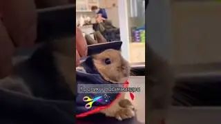 Стрижка для кролика у парикмахера 🤩