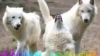 ЧИН ДЎСТИНИ СИНАШ.