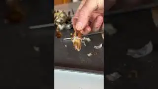 Best Ways to Pick Crab? #crab #bluecrab #seafood