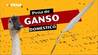 Pena de Ganso