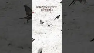 Снегири, воробьи и синицы прилетели на кормушку.