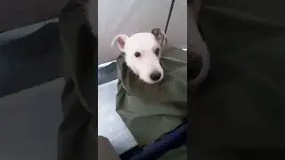 Snug As A Dug In A Bug-Out 