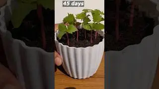 How to grow grapes tree from seeds at home 