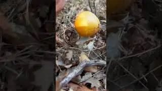 AMANITA CAESAREA🟠