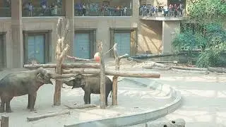 elephant, bathing an elephant