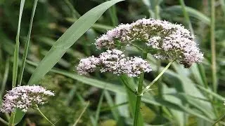 Valeriana Para La Depresion - Te De Valeriana