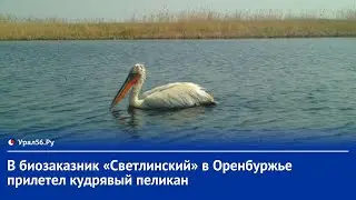 В биозаказник «Светлинский» в Оренбургской области прилетел кудрявый пеликан