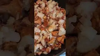 Лисички с катошечкой