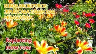 BUNGA KROKOT/ ROS JEPUN CARA TANAM DAN MERAWATNYA