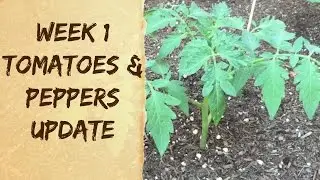 How To Grow Organic Tomatoes & Peppers in Arizona - Raised Bed Vegetable Garden Update