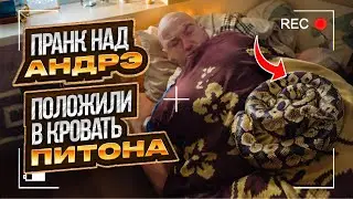 ПРАНК НАД АНДРЭ | ПРОСНУЛСЯ С ПИТОНОМ