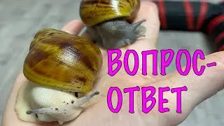 ВОПРОС-ОТВЕТ на ваши комментарии. Улитки, песчанки, мокрицы и сверчки.