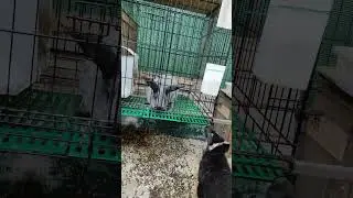 Чара, ты странная  