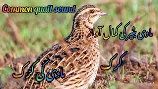 Made batair ki Kirk