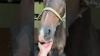 He do the pose due to he wants more carrots! Haha! #horseriding #horse #animals #shorts
