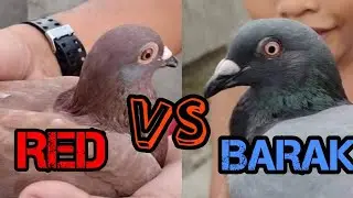 RED VS BARAK KARERA NG KALAPATI