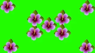 green screen,hd green screen,barish green screen,green screen effect,flower green screen effect