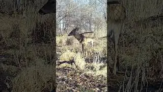 A Nice Looking Buck!