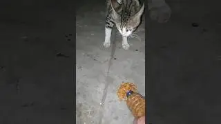 dikasih makan malah marah puss #cat #shortvideo #shorts