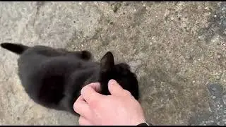 Арсентьев и кот