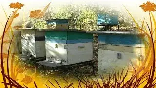 When to move bees to a wintering house