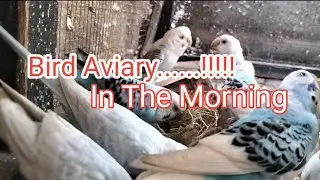 Bird Aviary In The Morning.....!!!!!