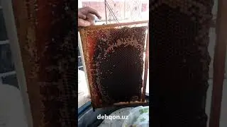 Пишган ва хом асал