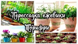 Пересадка ежевики Торнфри