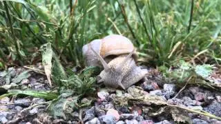 Snail