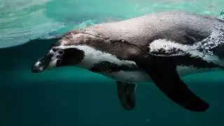 Episode 22: Penguin Awareness Day | Salty Science Podcast