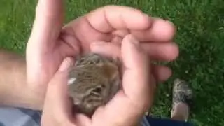 Bunny Rescue from Dog
