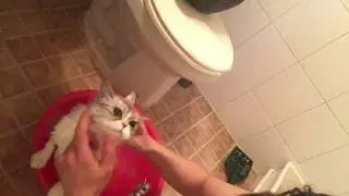 목욕탕 고양이 씻기기