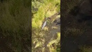 Big crocodile in the grass. #crocodile #wildlife #nature