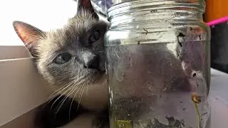 Cat Playing with a Jar of Snails (4k Video)