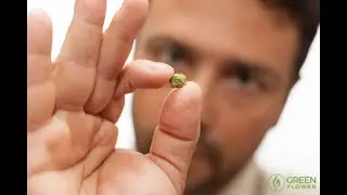 WHAT IS CANNABIS MICRODOSING? Mandee Lee / Try This / Green Flower