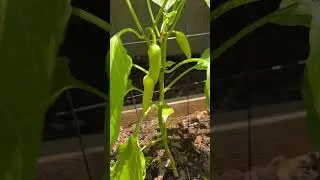 I love being in my garden and watching everything grow. ❤️👩‍🌾 