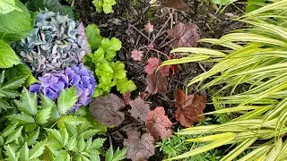 Transplant & Result, Heuchera 