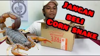 UNBOXING CORN SNAKE | GOT MY FIRST SCORPION | AZRI NJMD