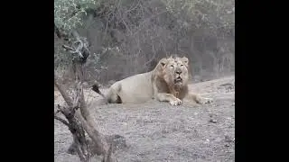 Lion Roar | Savaj Video | #short