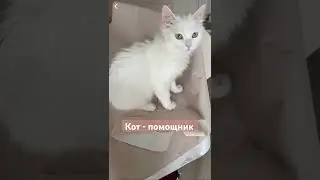 #папийон #лакшерифаворит